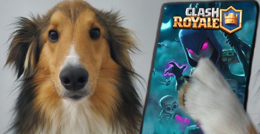 My puppy accidentally became the best Clash Royale player in the world by B-rad